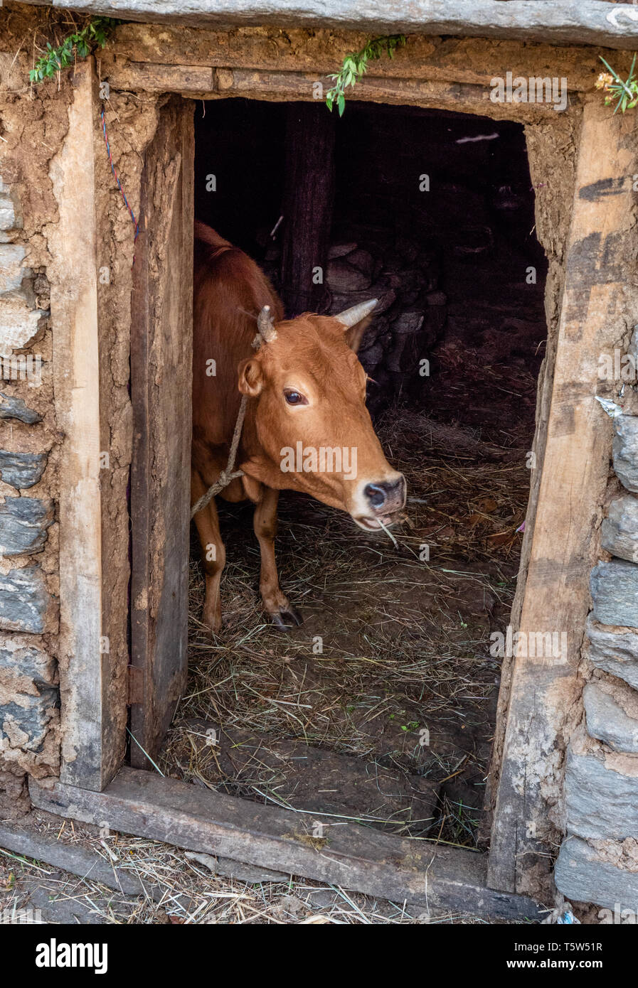 Utilisé pour le lait de vache Jersey attaché dans une grange de ferme dans un village de montagne de l'Himalaya dans le Nord de l'Uttarakhand en Inde Banque D'Images
