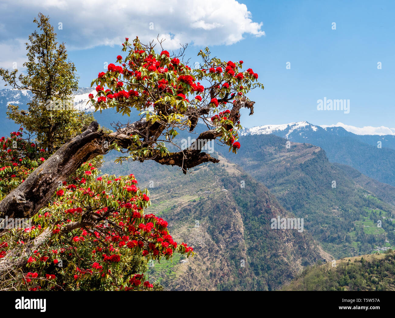 Spectaculaire red fleurs de rhododendron arbre ( R. arboreum ) au-dessus de la vallée de l'Uttarakhand en Saryu Himalaya Inde - l'état d'Uttarakhand fleurs Banque D'Images