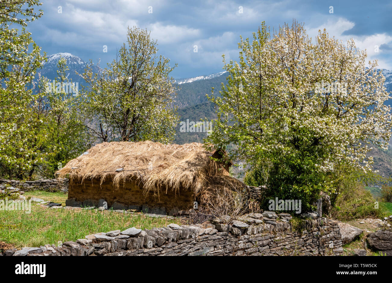 Grange de chaume sur une ferme alpine au-dessus du village de Supi dans la vallée d'Uttarakhand Saryu le nord de l'Inde Banque D'Images