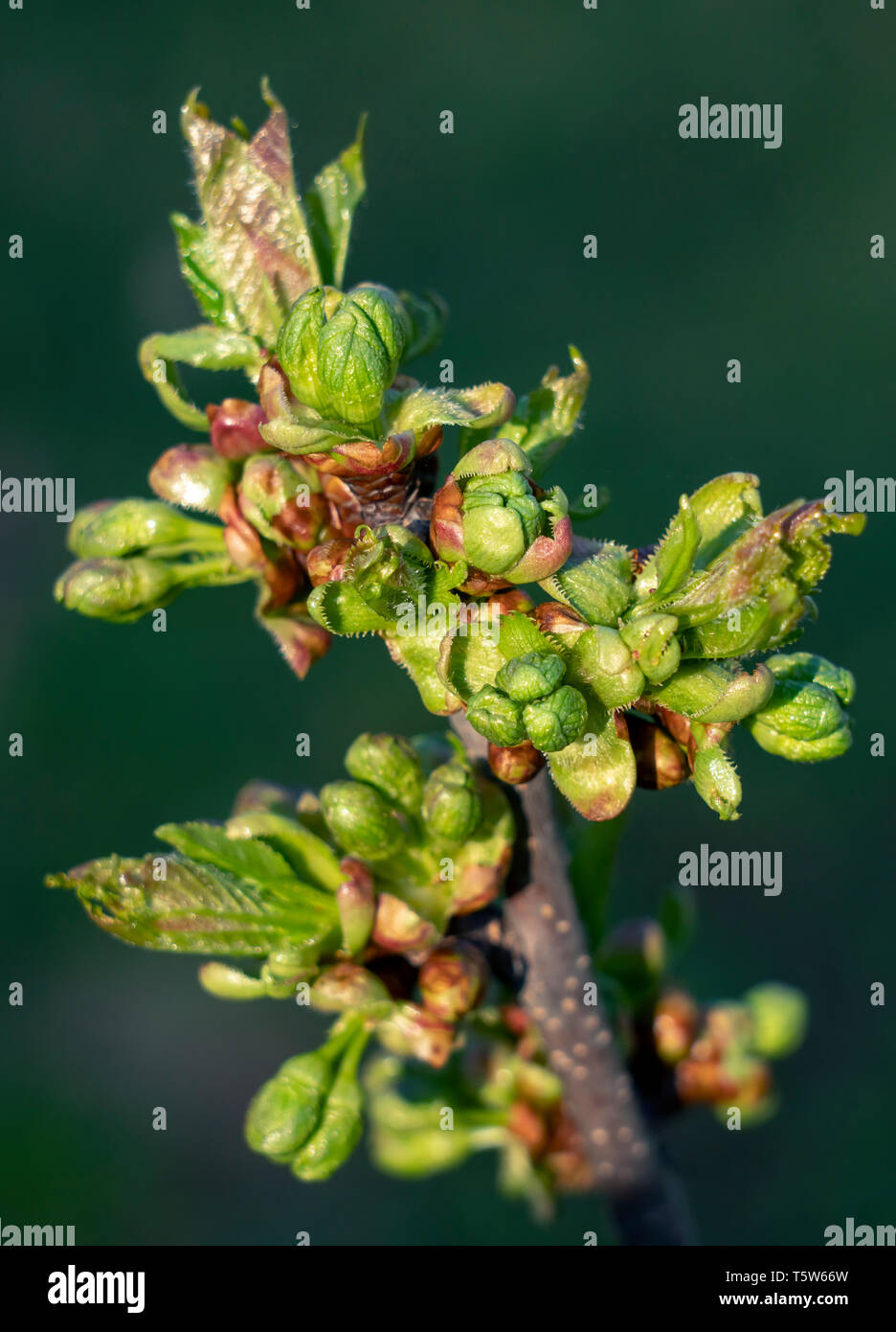 Le printemps, les bourgeons enflées et l'ouverture des fleurs de cerisier sur un fond vert lumineux Banque D'Images