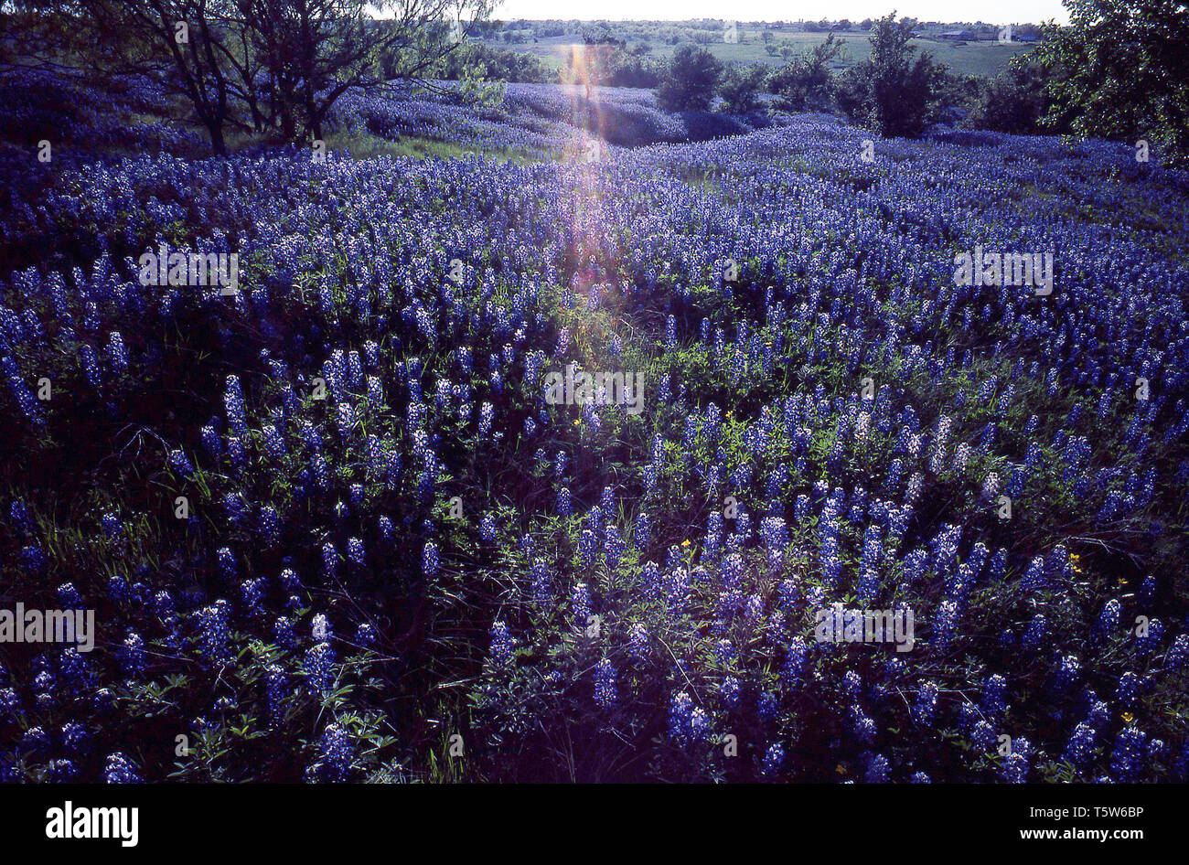 Blue Bonnets Texas Banque D'Images