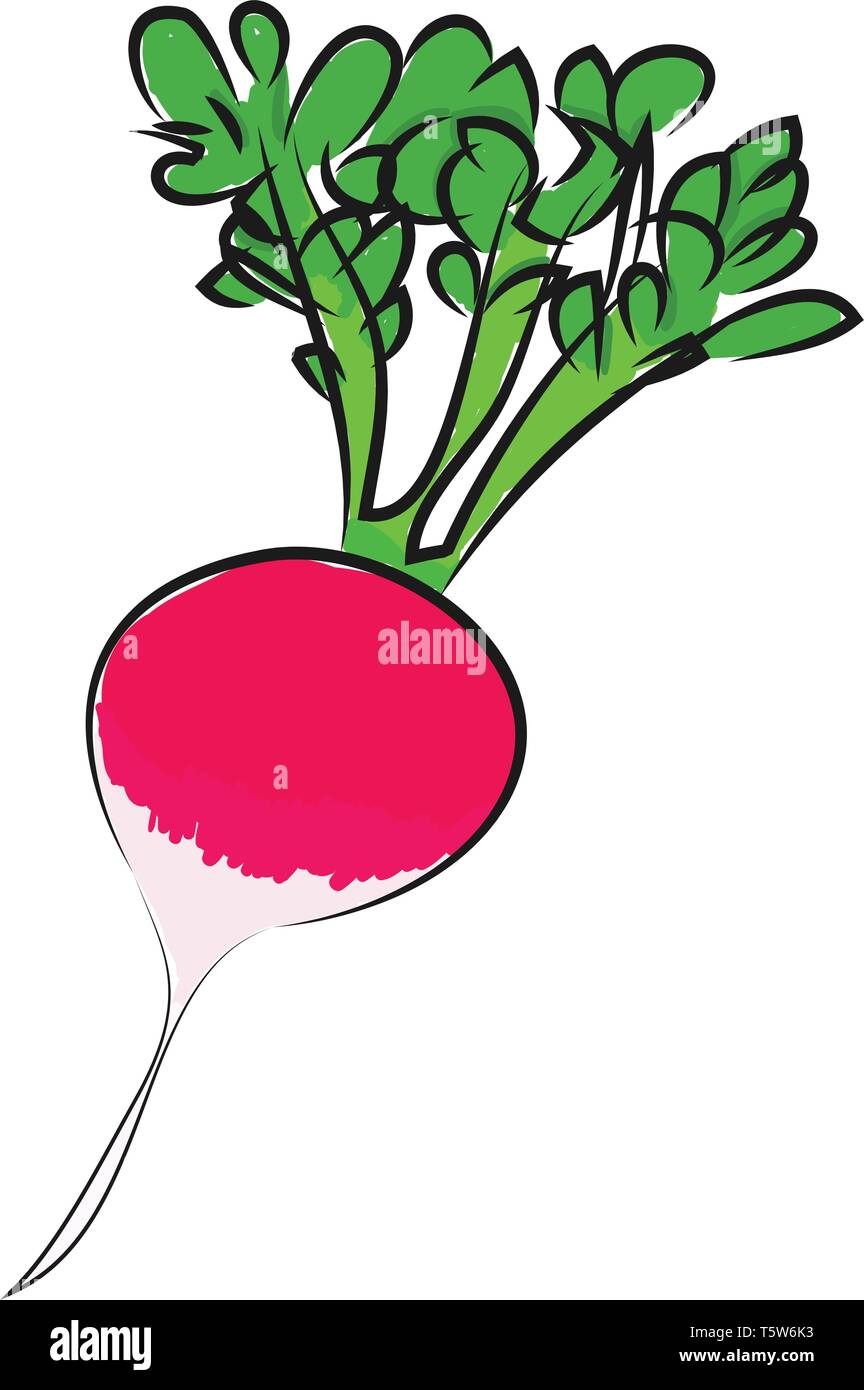 Un radis rose avec des feuilles vertes, Scénario, dessin en couleur ou d'illustration. Illustration de Vecteur