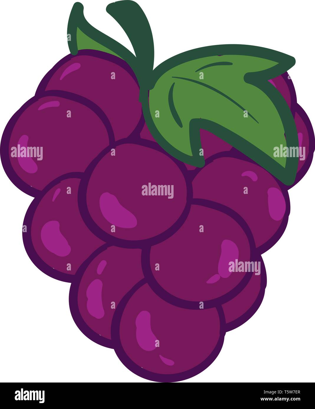 Un bouquet de violettes frais mûrs grappes suspendues à partir d'un vecteur de vigne dessin en couleur ou de l'illustration Illustration de Vecteur