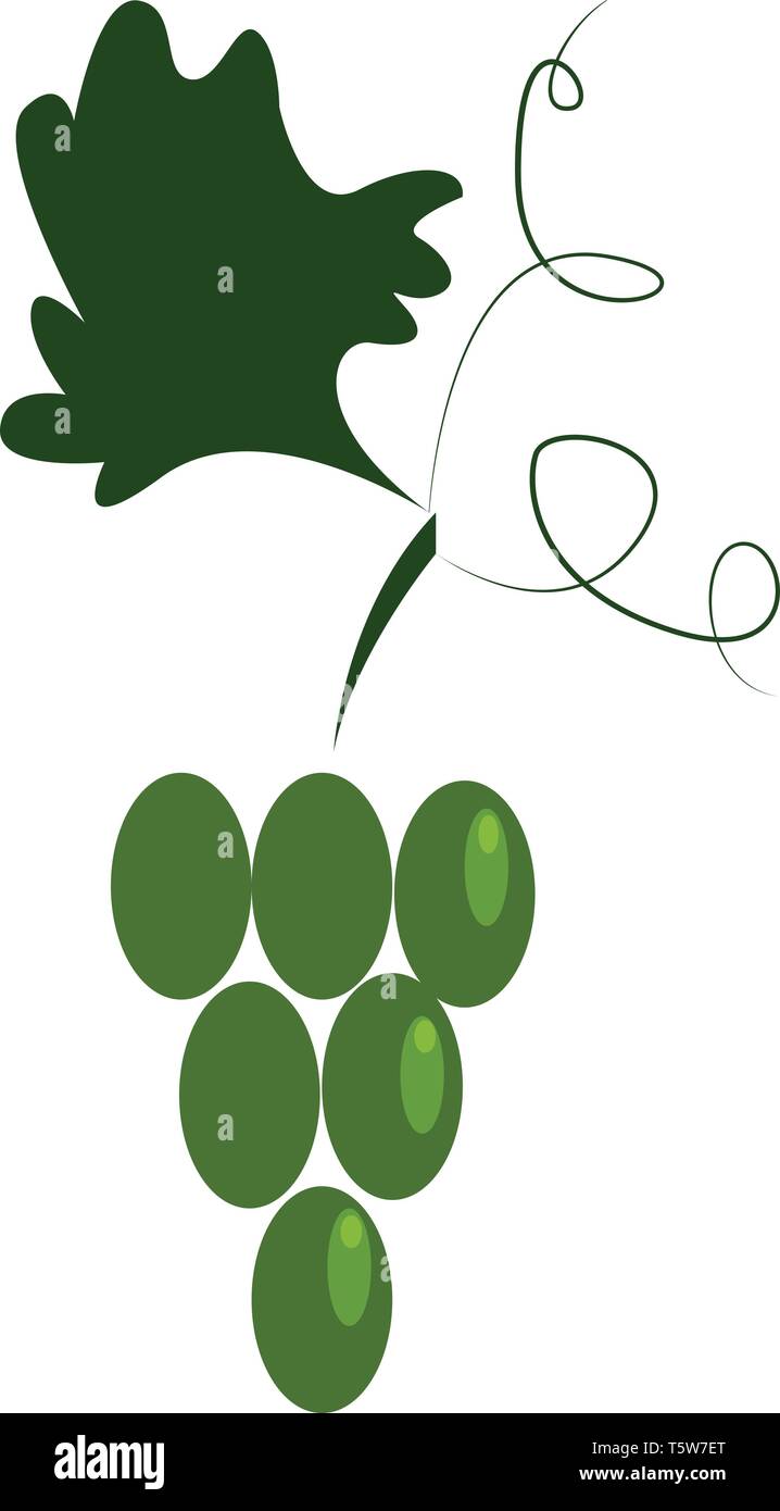 Un tas de raisins verts suspendus à un vecteur de vigne dessin en couleur ou de l'illustration Illustration de Vecteur Un tas de raisins verts suspendus à un vecteur de vigne dessin en couleur ou de l'illustration Illustration de Vecteur