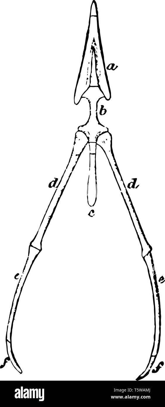 L'os hyoïde d'une tour sa corne postérieure étant certo hyal bon vintage dessin ou gravure illustration. Illustration de Vecteur