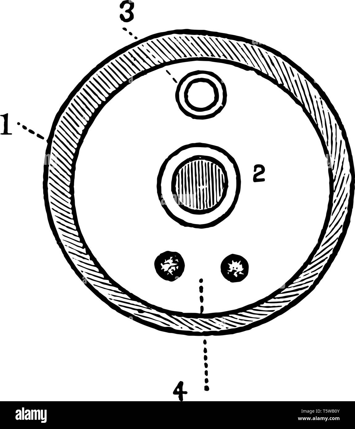 Squelette d'une vache qui prend en charge le corps sert de cadre pour la fixation des muscles et protège les organes vitaux et les structures associées Illustration de Vecteur