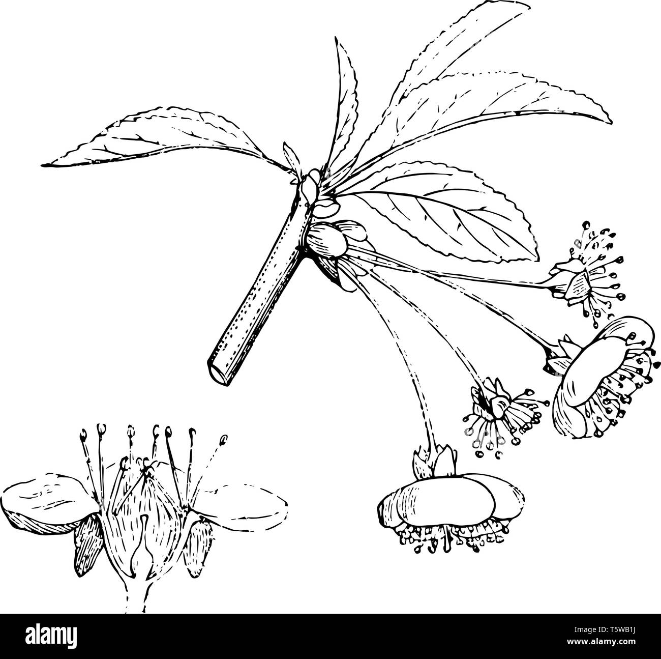 Une usine de cerise avec de nombreux fruits vintage dessin ou gravure illustration. Illustration de Vecteur