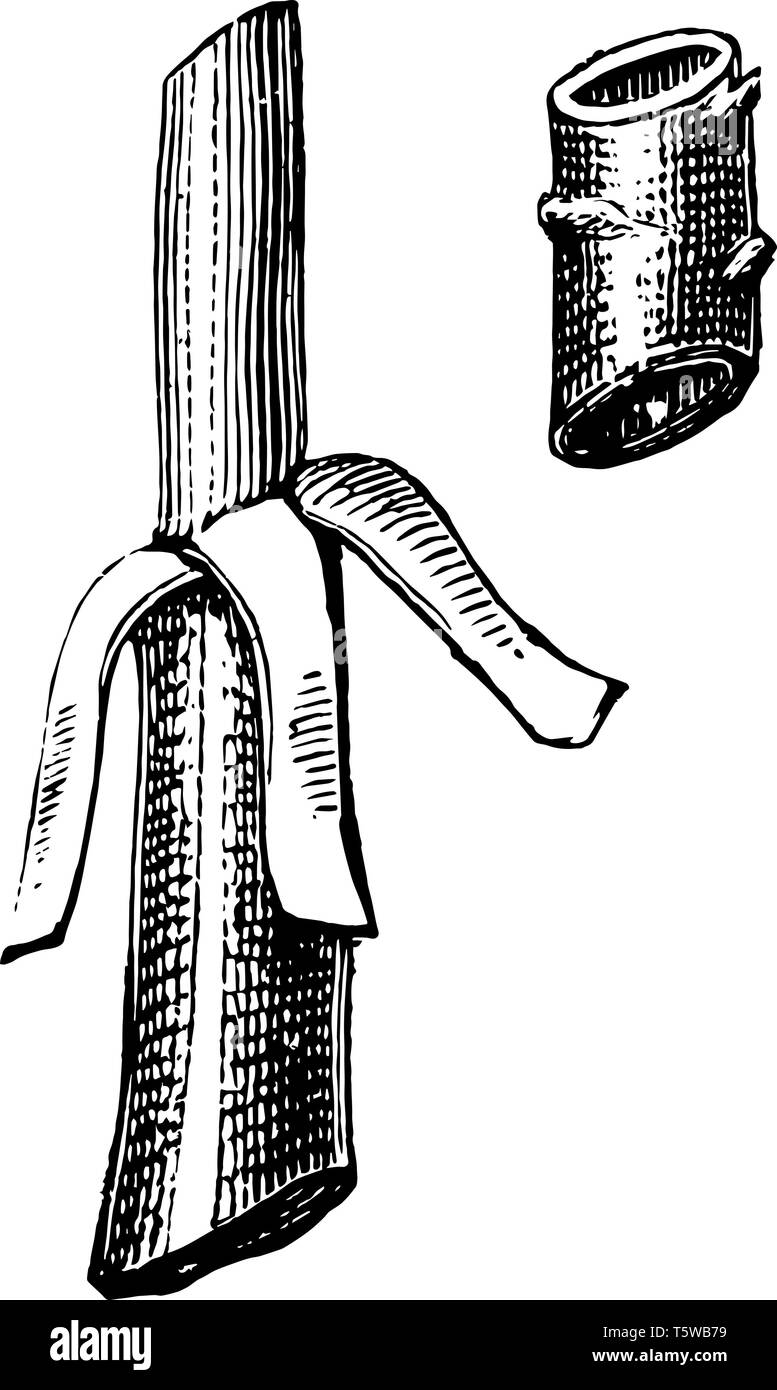 Cette illustration représente la flûte qui en herbe est un cylindre d'écorce est retiré de la bourse vintage dessin ou gravure illustration. Illustration de Vecteur