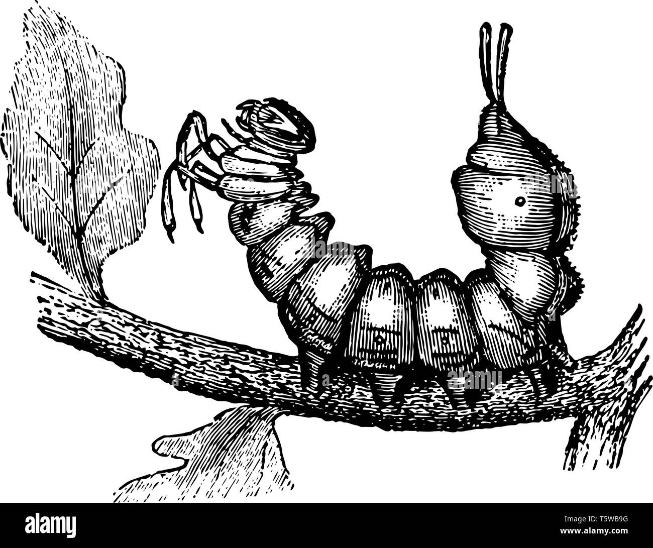 Larve de papillon de homard présente une apparence étrange vintage dessin ou gravure illustration. Illustration de Vecteur