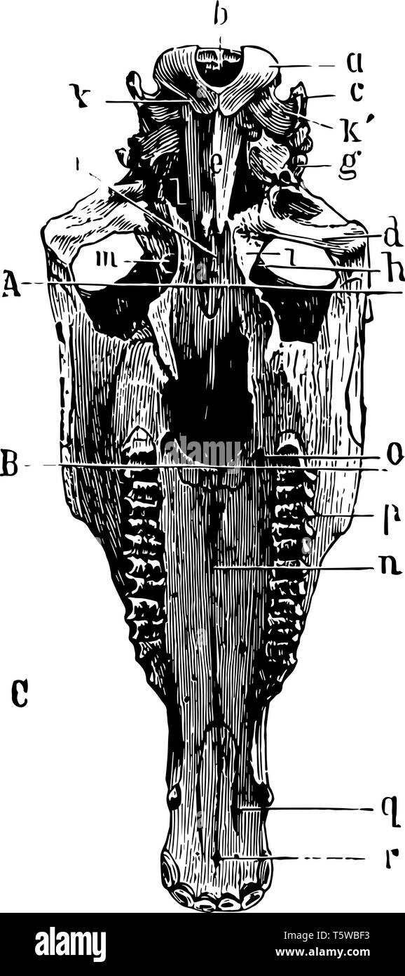 Partie basse de l'os du crâne qui basispenoid temporelle en surface articulaire est présent vintage dessin ou gravure illustration. Illustration de Vecteur