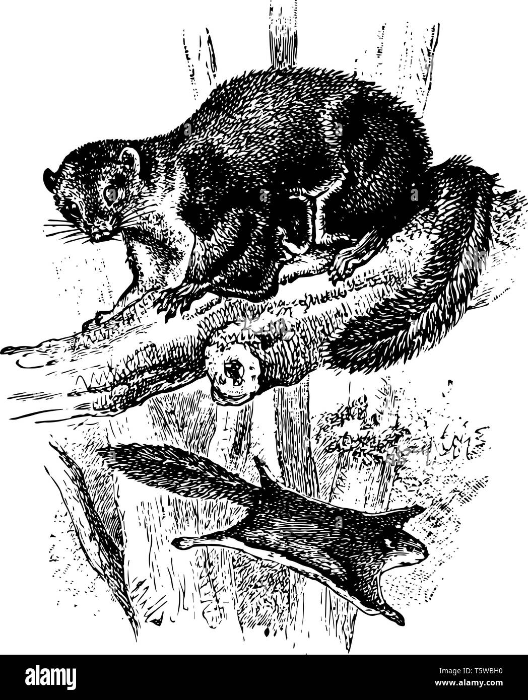 Fumé Polatouche est une espèce de passereau de la famille des écureuils vintage dessin ou gravure illustration. Illustration de Vecteur