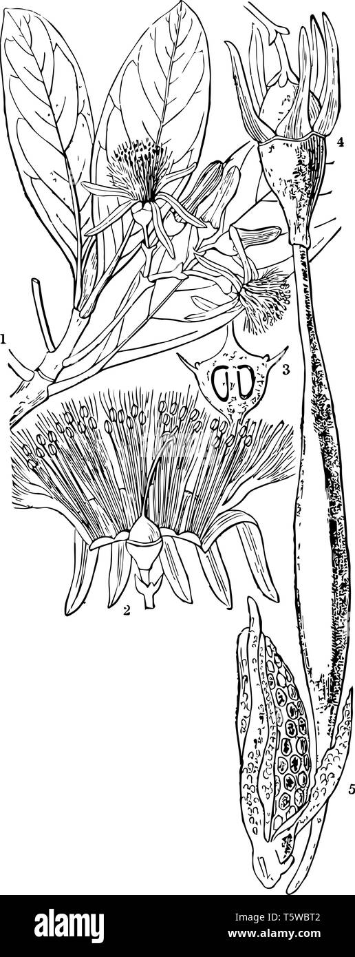 Palétuvier est un arbre avec des racines qui sont au-dessus du sol et qui pousse le long des côtes ou sur les rives des grands cours d'eau dans un pays chaud vintage lin Illustration de Vecteur