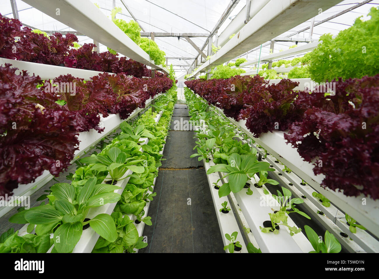 Légumes frais biologiques cultivés à l'aide d'agriculture hydroponique ou aquaponique Banque D'Images