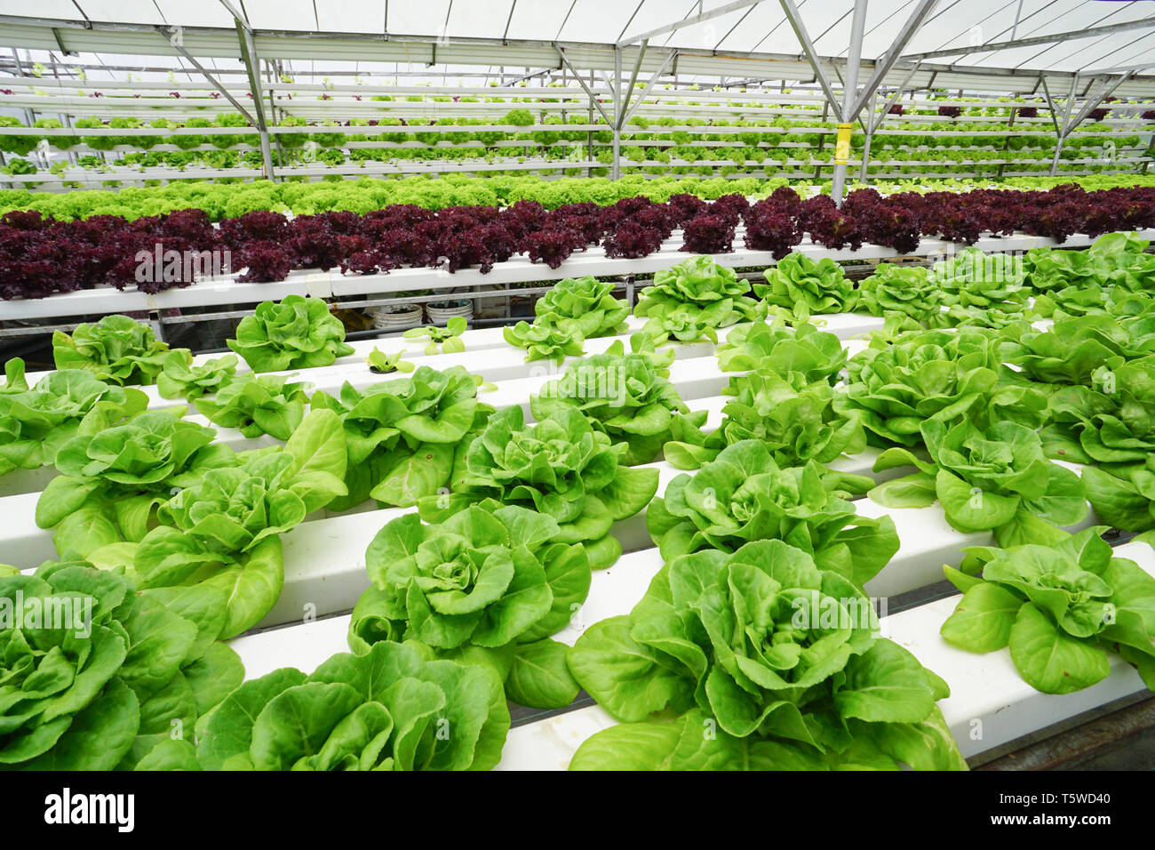 Légumes frais biologiques cultivés à l'aide d'agriculture hydroponique ou aquaponique Banque D'Images