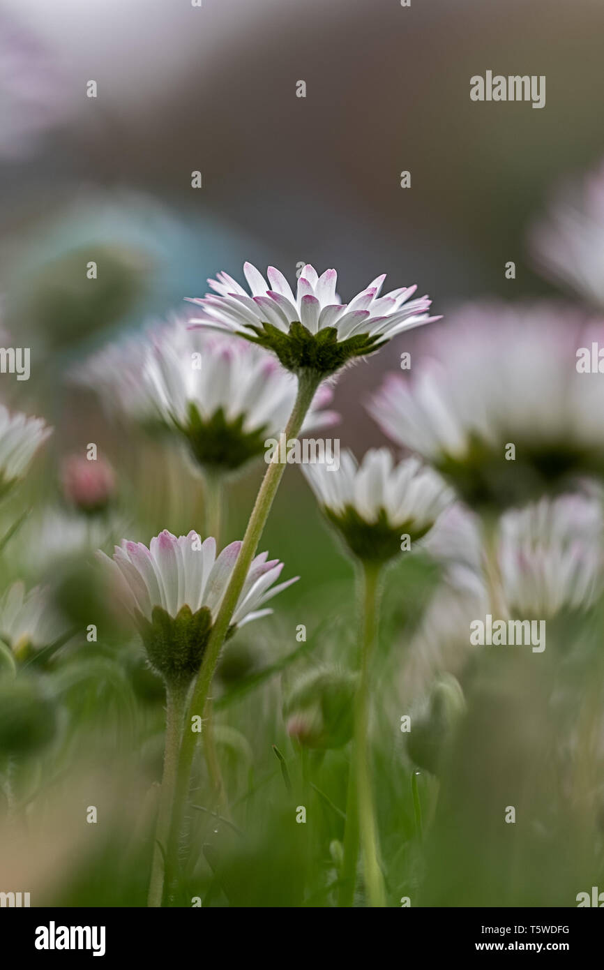 Prairie avec marguerites fleurs oies qu'une information à la Banque D'Images