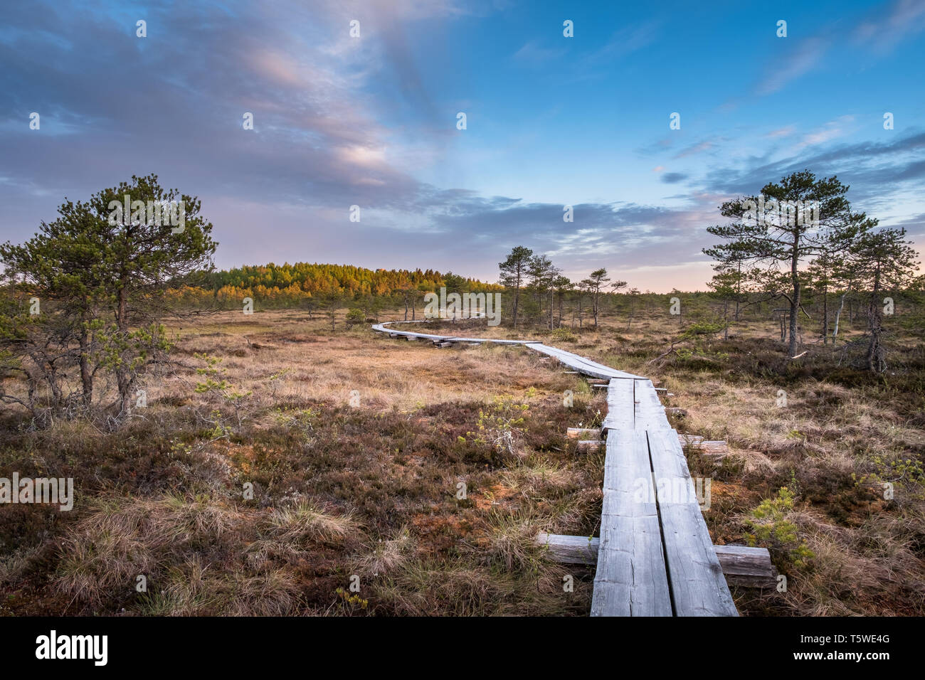 Vue panoramique de marécage à wooden path au matin d'automne dans le parc national de Torronsuo, Finlande Banque D'Images