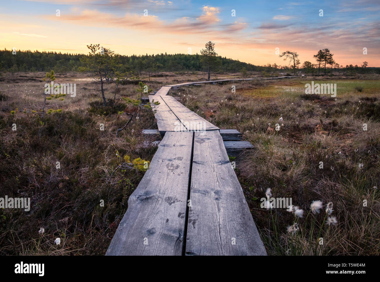 Vue panoramique de marécage à wooden path au matin d'automne dans le parc national de Torronsuo, Finlande Banque D'Images