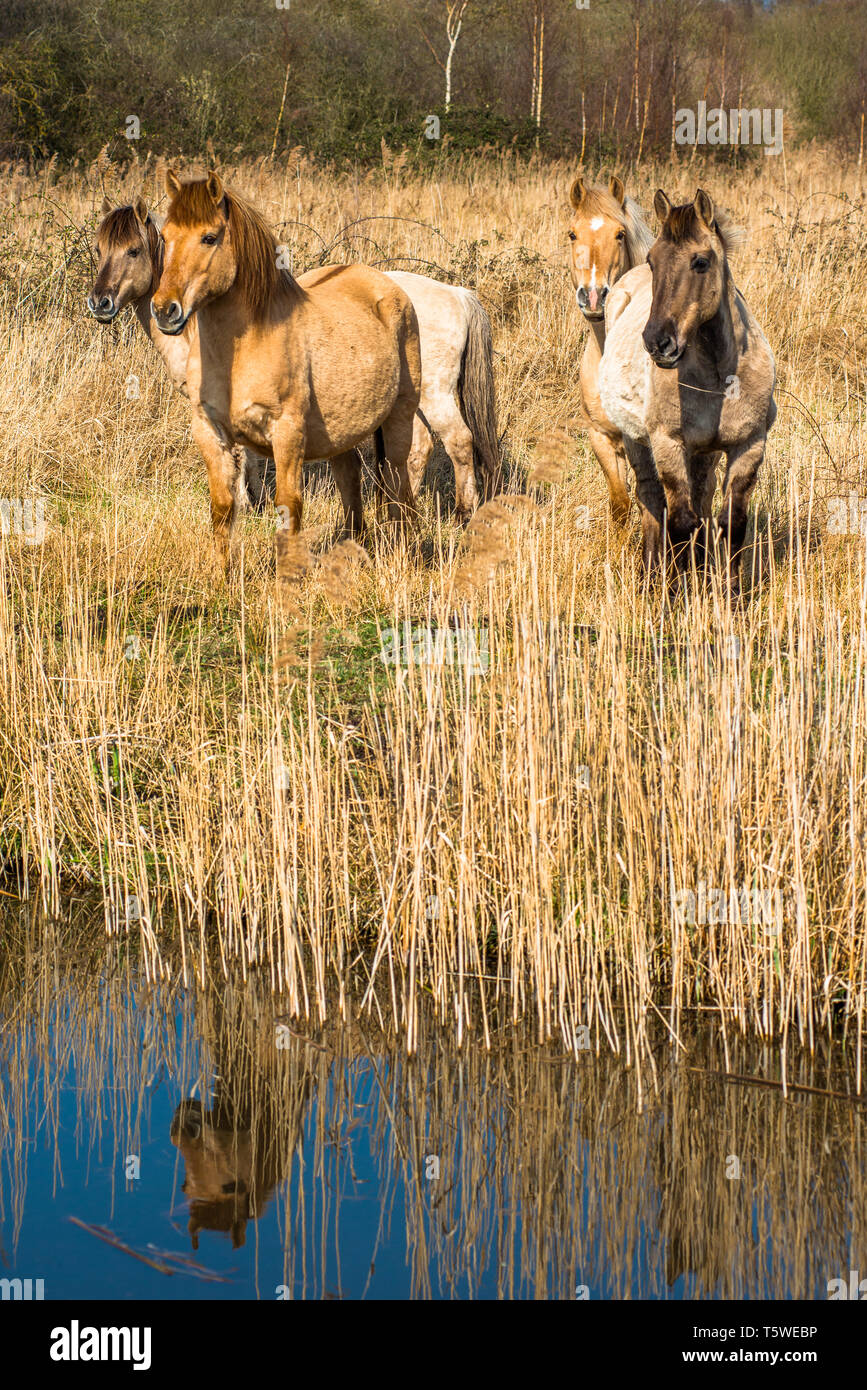 Poneys Konik sauvages sur les rives de Burwell Lode waterway sur Wicken Fen réserve naturelle, Cambridgeshire, Angleterre, Royaume-Uni Banque D'Images