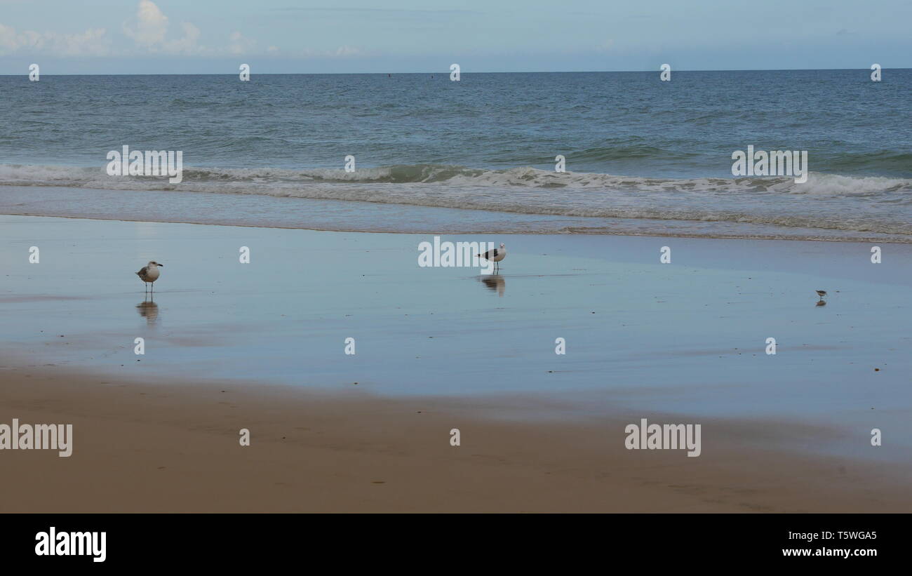 Plage de Lonely seul uniquement pour les mouettes Banque D'Images