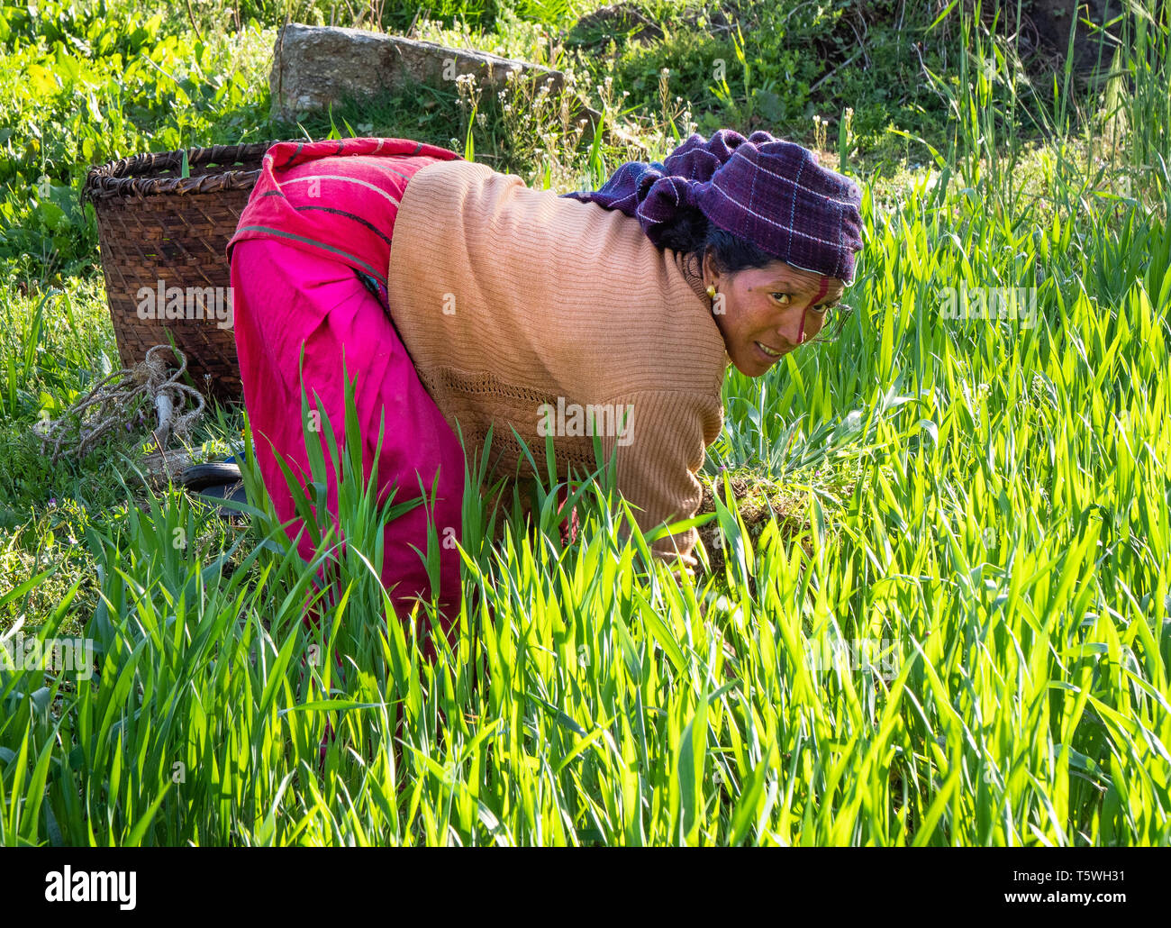 Une femme la collecte du fourrage pour ses animaux dans un champ d'orge et de désherbage simultanément le champ Région Uttarakhand - de l'Himalaya dans le Nord de l'Inde Banque D'Images