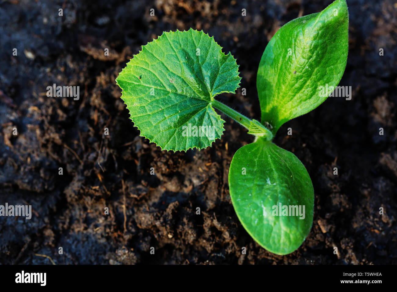 Petit ressort sprout dans ferme horticole. Concept d'une vie verte. L'écologie et l'environnement. Banque D'Images