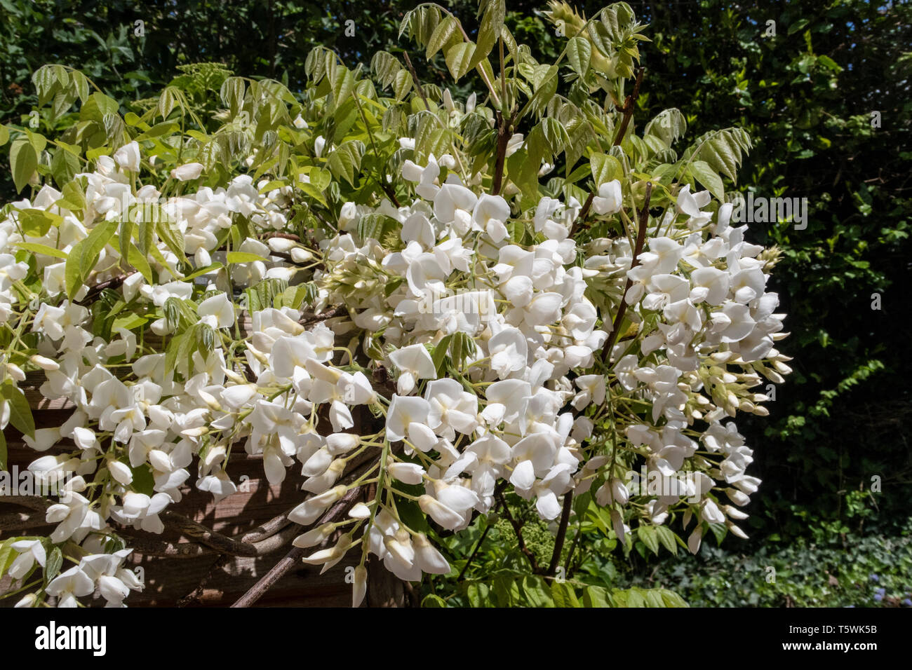 White Wisteria Sinensis Blanca grandissant sur le côté d'un hangar de mise en pot de jardin. Banque D'Images