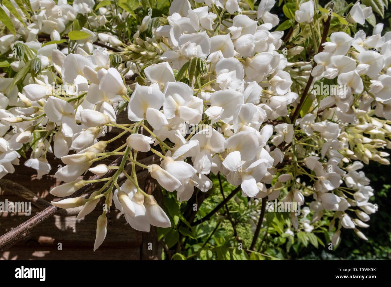 White Wisteria Sinensis Blanca grandissant sur le côté d'un hangar de mise en pot de jardin. Banque D'Images