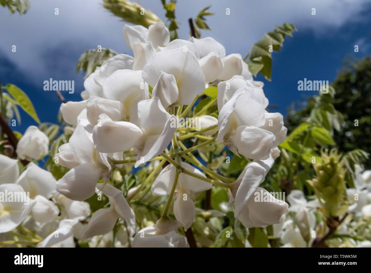 White Wisteria Sinensis Blanca grandissant sur le côté d'un hangar de mise en pot de jardin. Banque D'Images