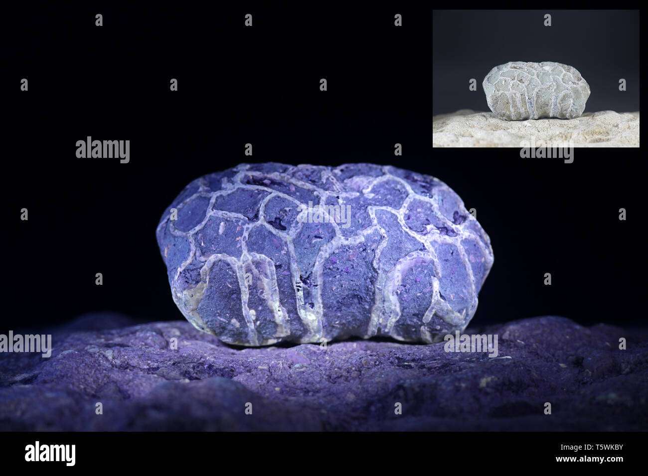 Les récifs siluriens fossile de Saarenmaa en Estonie photographié à la lumière ultraviolette (365 nm). Plus petite image montrant même échantillon dans la lumière du jour. Banque D'Images