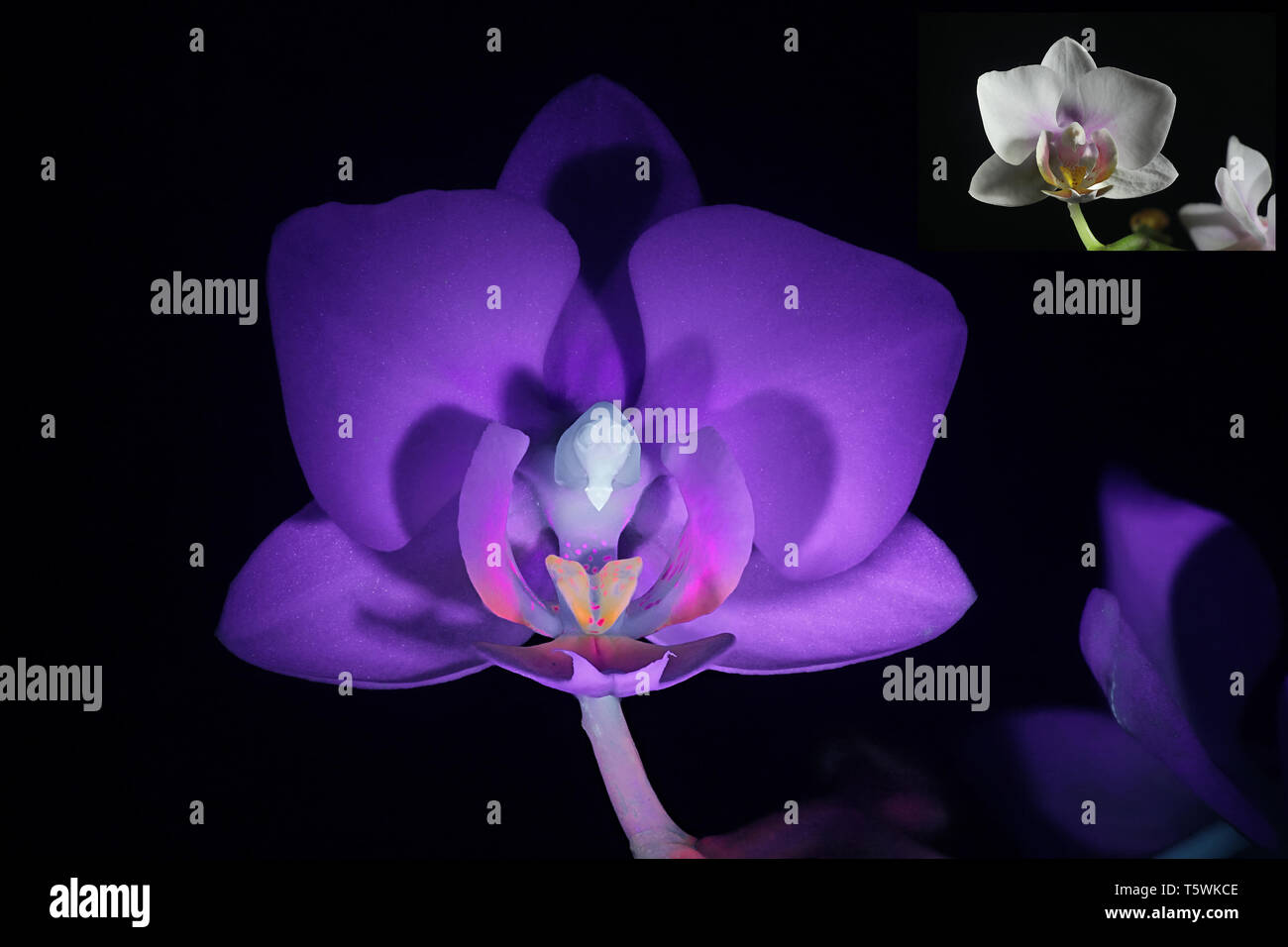 Moth orchid fluorescence dans l'ultraviolet (365 nm). Plus petite image montrant même échantillon dans la lumière du jour. Banque D'Images