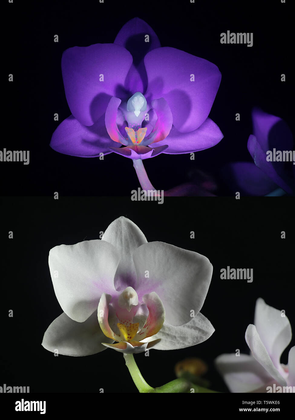 Moth orchid fluorescence dans l'ultraviolet (365 nm). Image du bas montrant même échantillon dans la lumière du jour. Banque D'Images