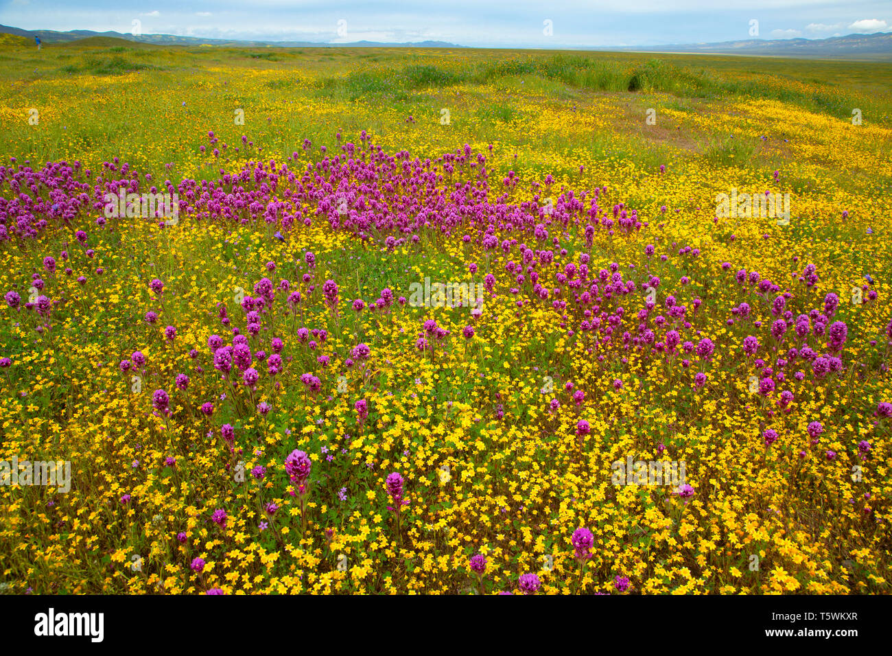 Owl de clover à goldfields, Carrizo Plain National Monument (Californie) Banque D'Images
