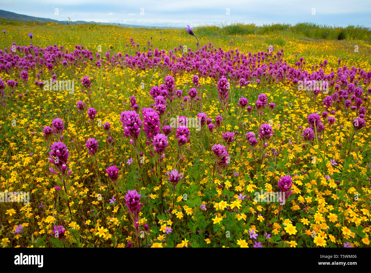 Owl de clover à goldfields, Carrizo Plain National Monument (Californie) Banque D'Images
