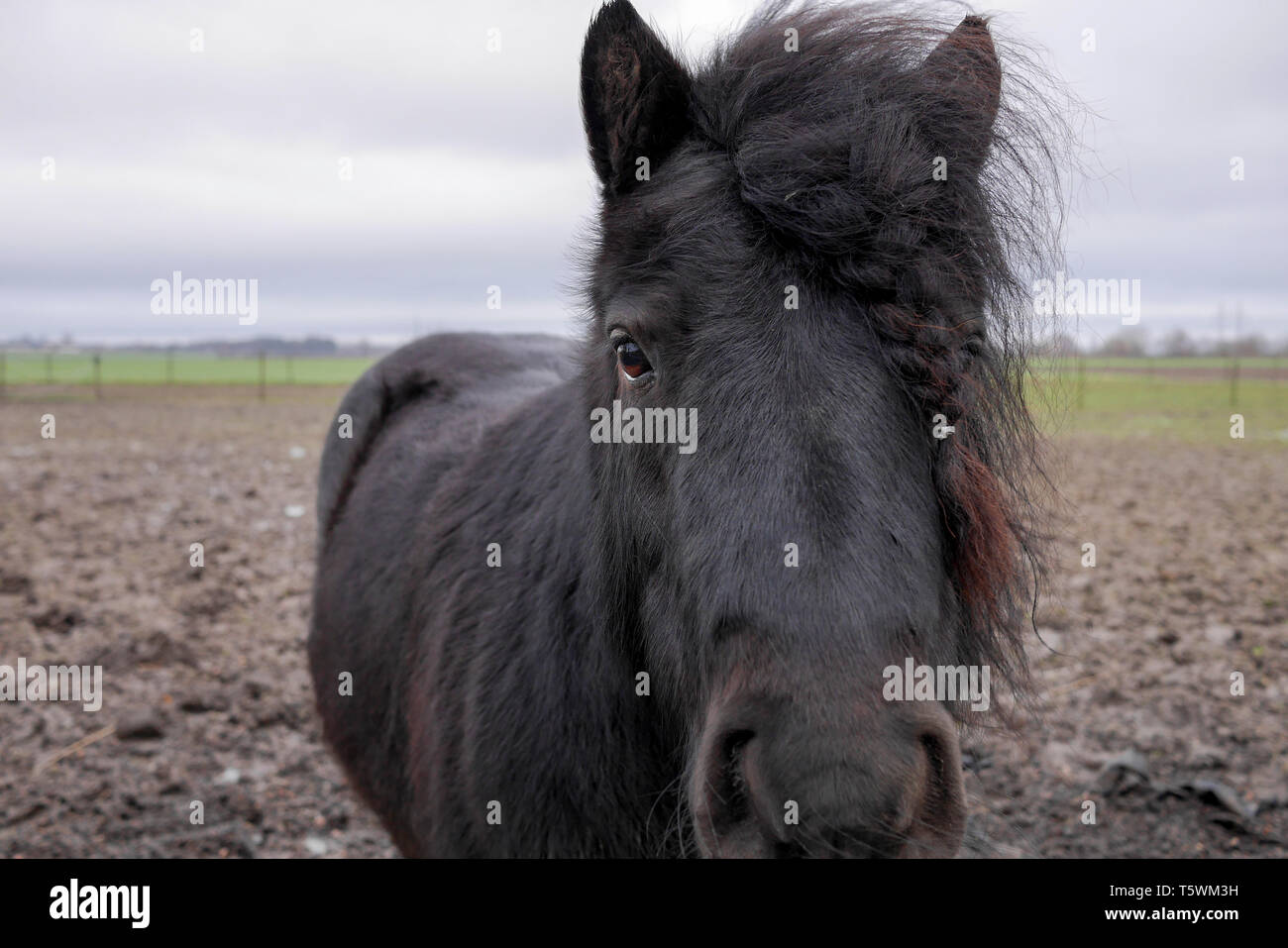 Un poney noir dans une pose, Close up Banque D'Images