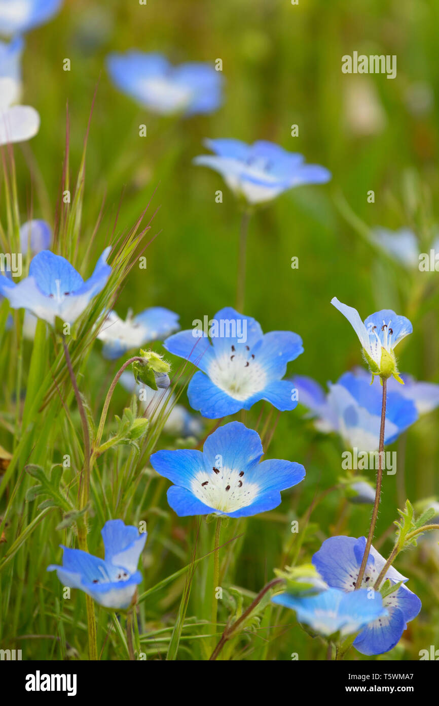 Baby Blue Eyes (Nemophila menziesii), Carrizo Plain National Monument (Californie) Banque D'Images