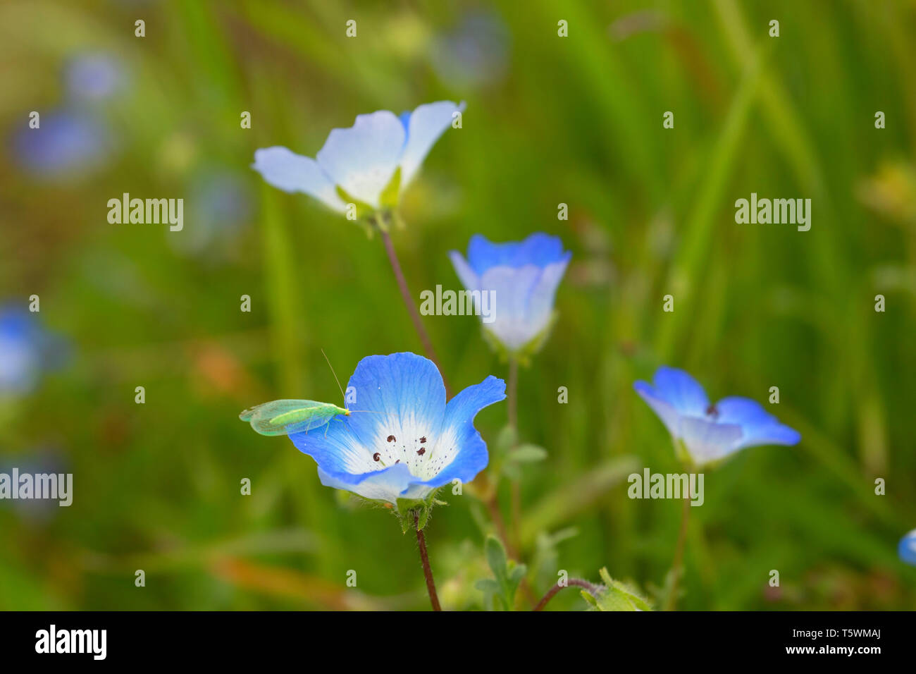 Baby Blue Eyes (Nemophila menziesii), Carrizo Plain National Monument (Californie) Banque D'Images