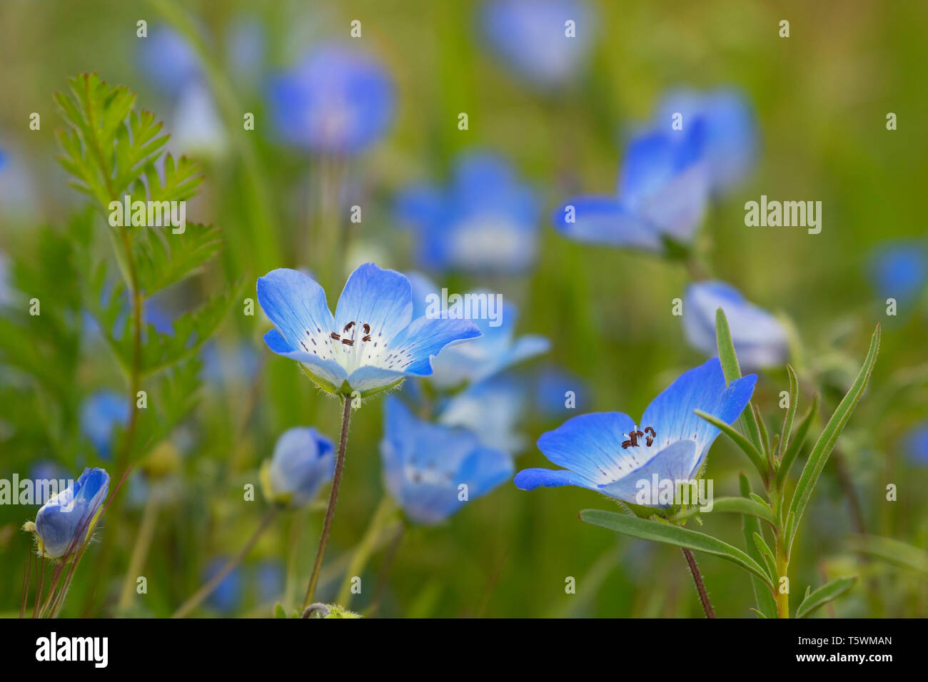 Baby Blue Eyes (Nemophila menziesii), Carrizo Plain National Monument (Californie) Banque D'Images