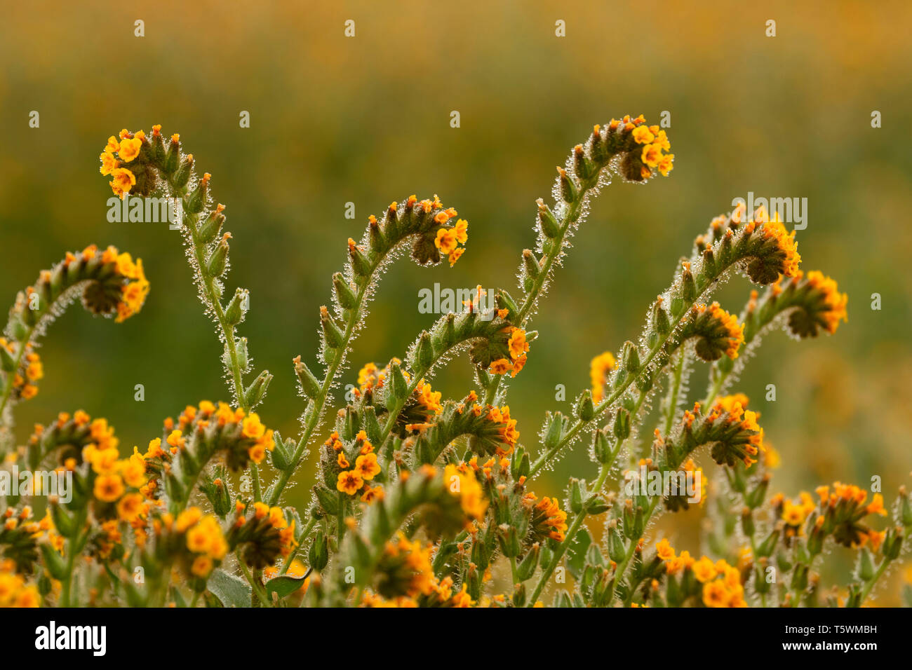 Fiddlenecks, Carrizo Plain National Monument (Californie) Banque D'Images