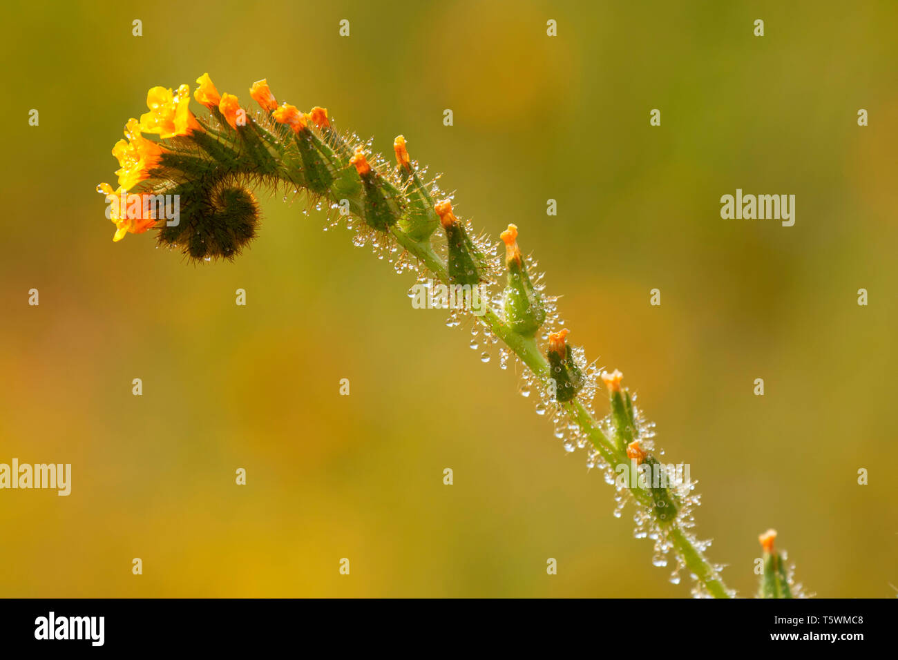 Fiddlenecks, Carrizo Plain National Monument (Californie) Banque D'Images