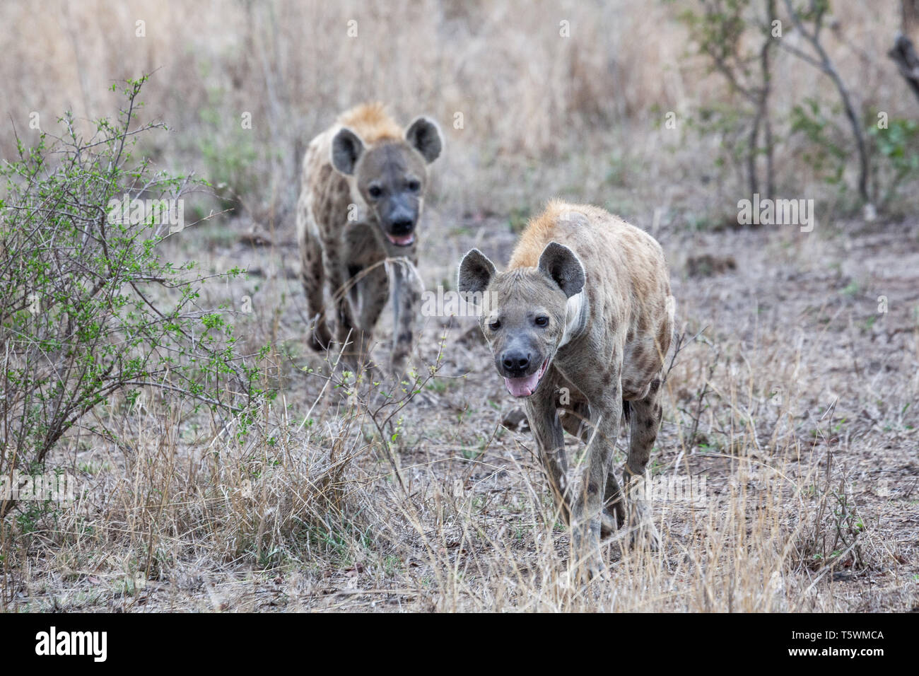 Des hyènes Banque D'Images