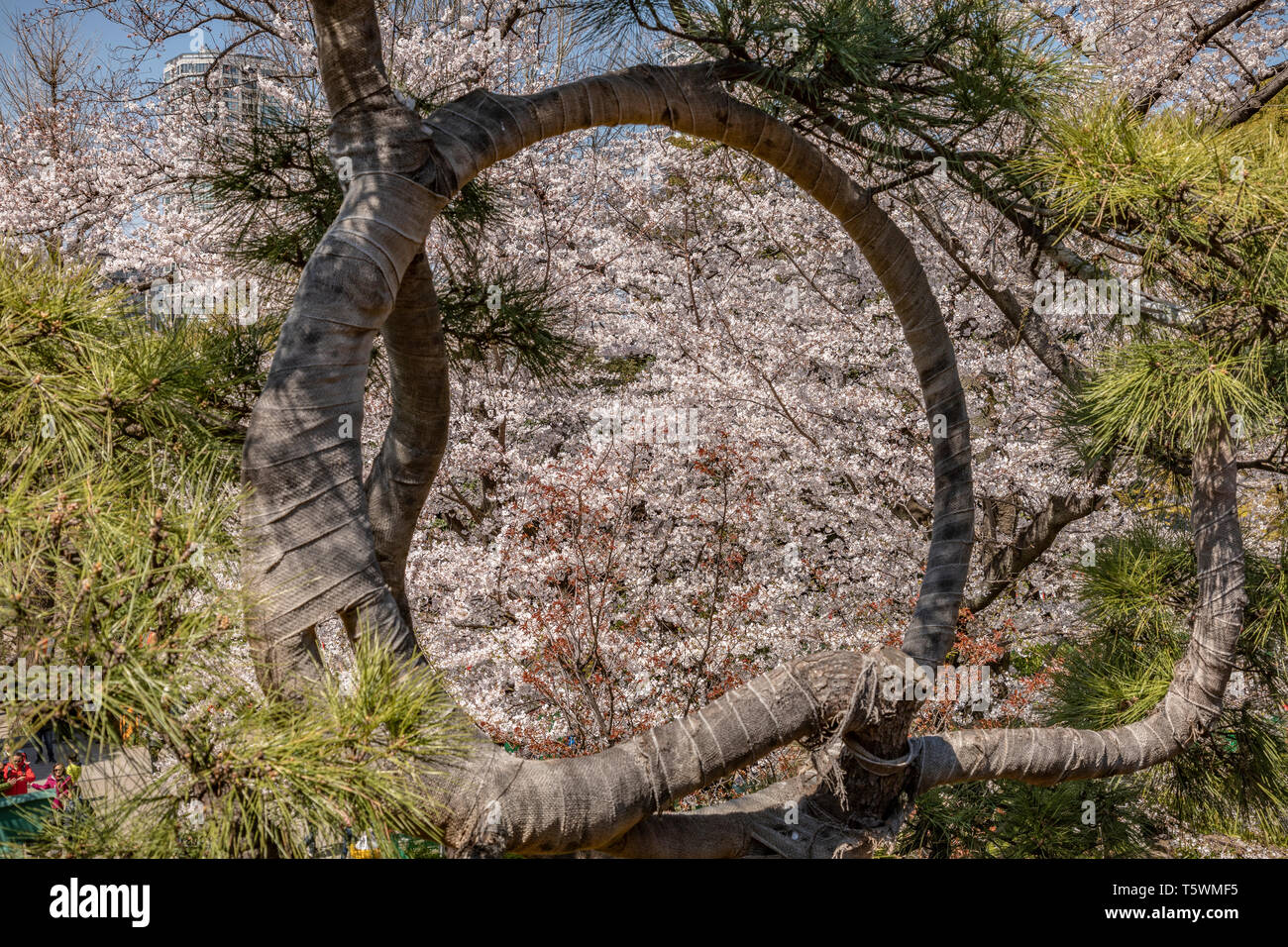 Arbre japonais, Ueno, Tokyo. Banque D'Images