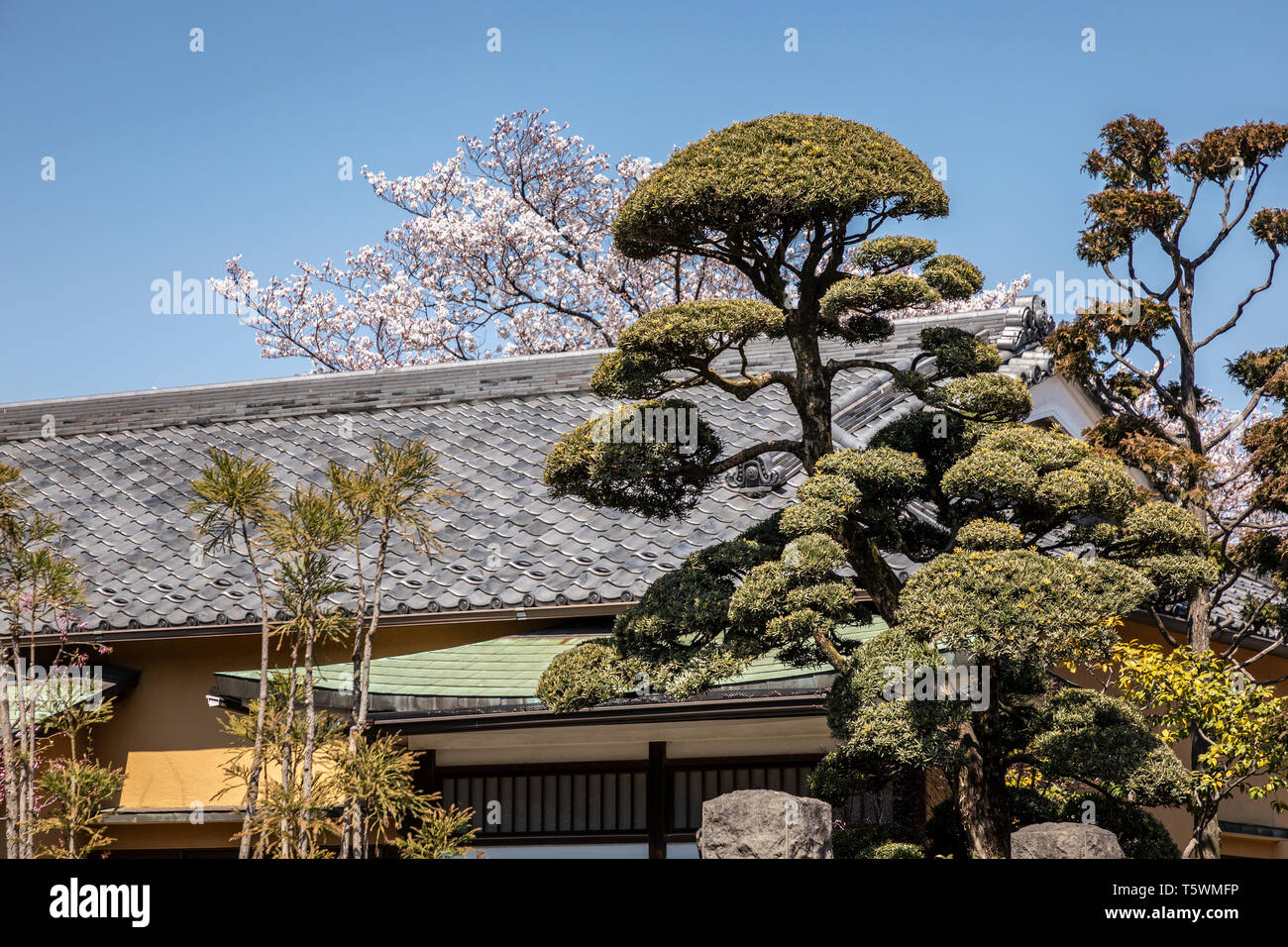 Taillés en nuage, arbre, Shinobazunoike Bentendo Temple, le parc Ueno, Tokyo, Japon. Banque D'Images