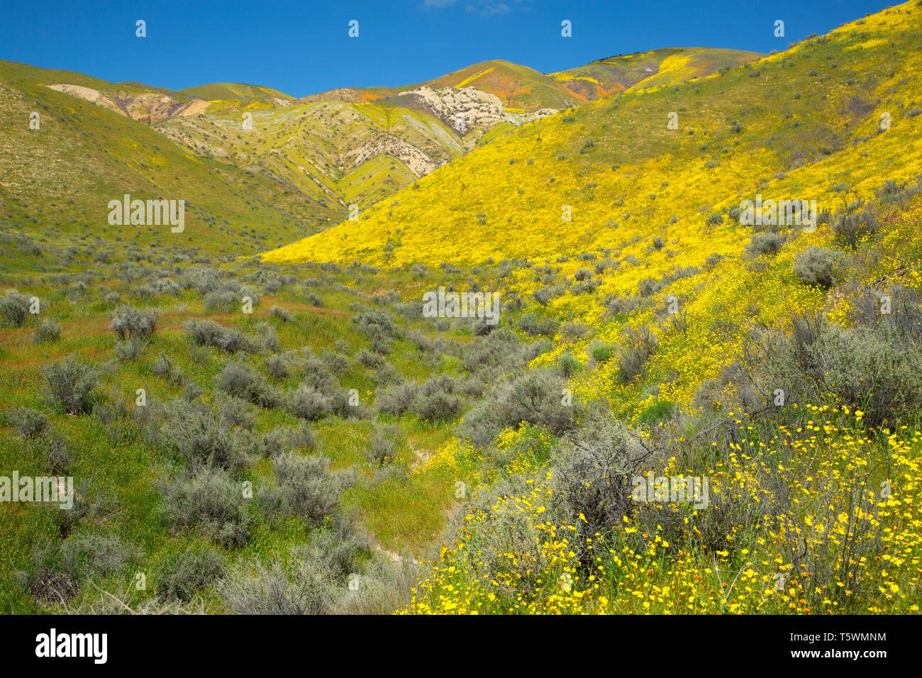 Gamme Temblor de fleurs sauvages, Carrizo Plain National Monument (Californie) Banque D'Images