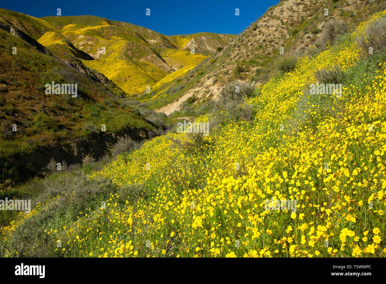 Gamme Temblor de fleurs sauvages, Carrizo Plain National Monument (Californie) Banque D'Images