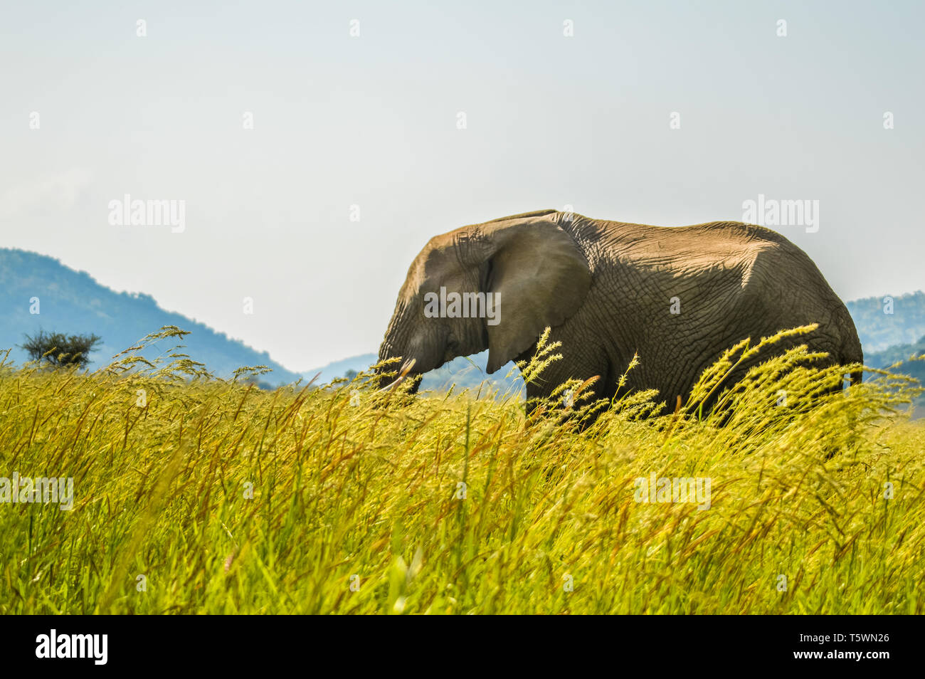 Un jeune éléphant musth isolés dans les hautes herbes de pâturage dans une réserve naturelle en Afrique Banque D'Images