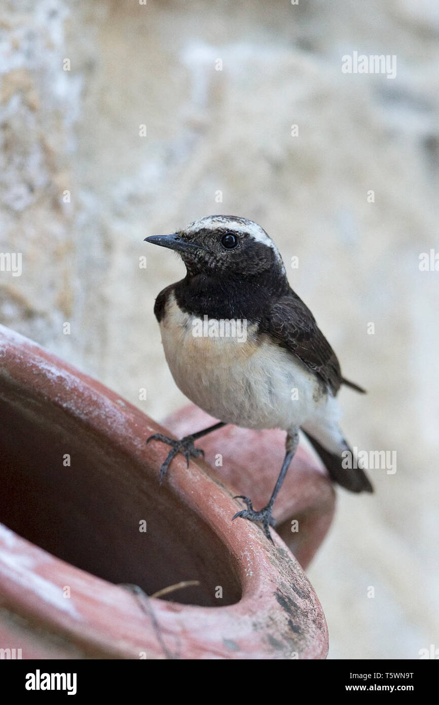 Chypre Traquet motteux (Oenanthe cypriaca) Banque D'Images