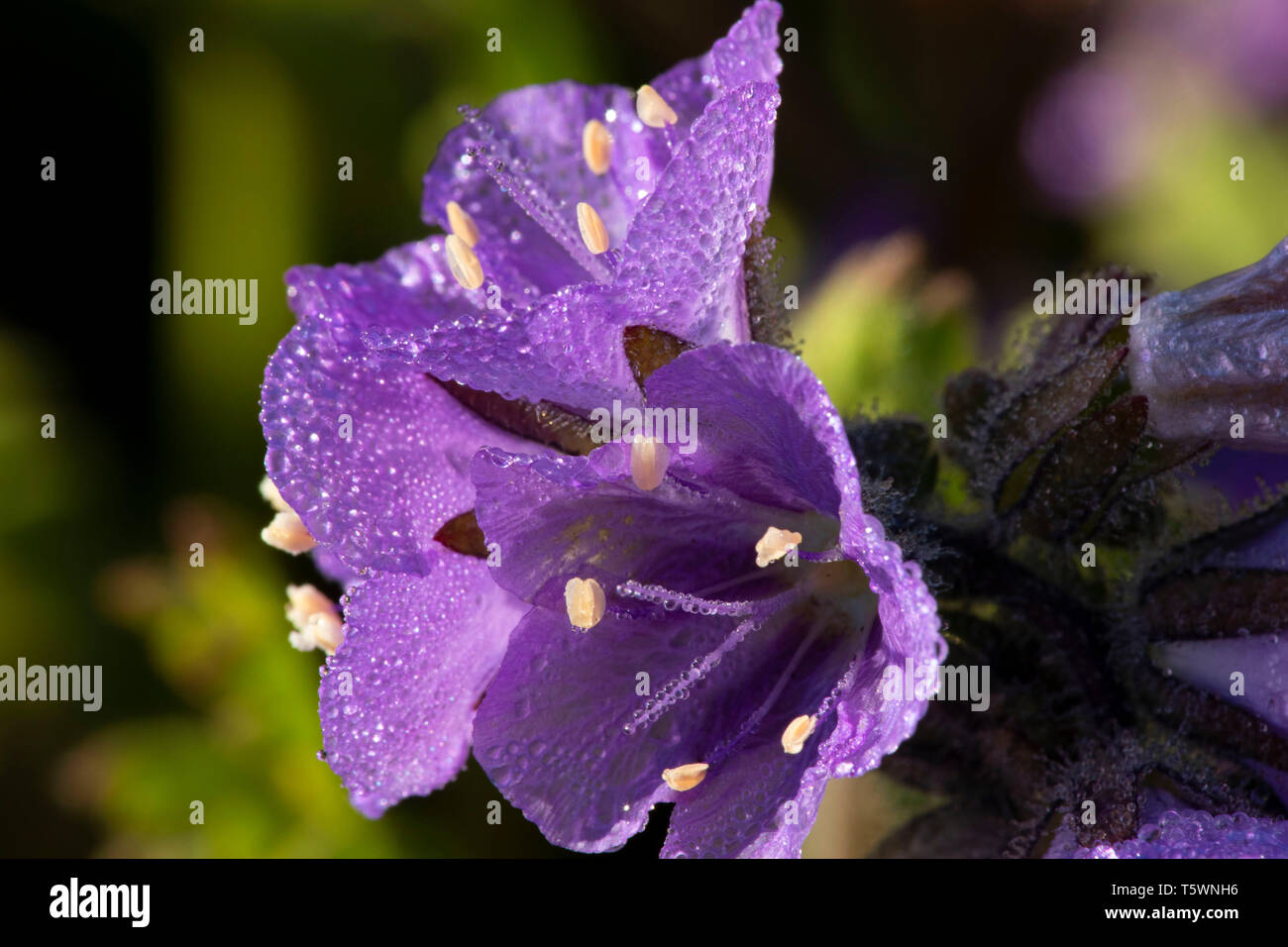 Phacelia, Carrizo Plain National Monument (Californie) Banque D'Images