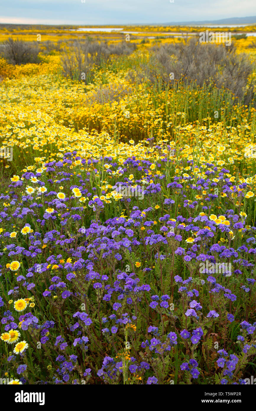 Phacelia avec tidytips, Carrizo Plain National Monument (Californie) Banque D'Images