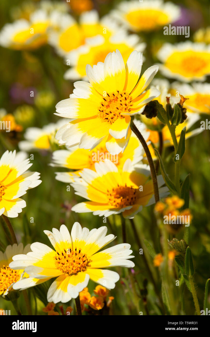 Tidytips, Carrizo Plain National Monument (Californie) Banque D'Images
