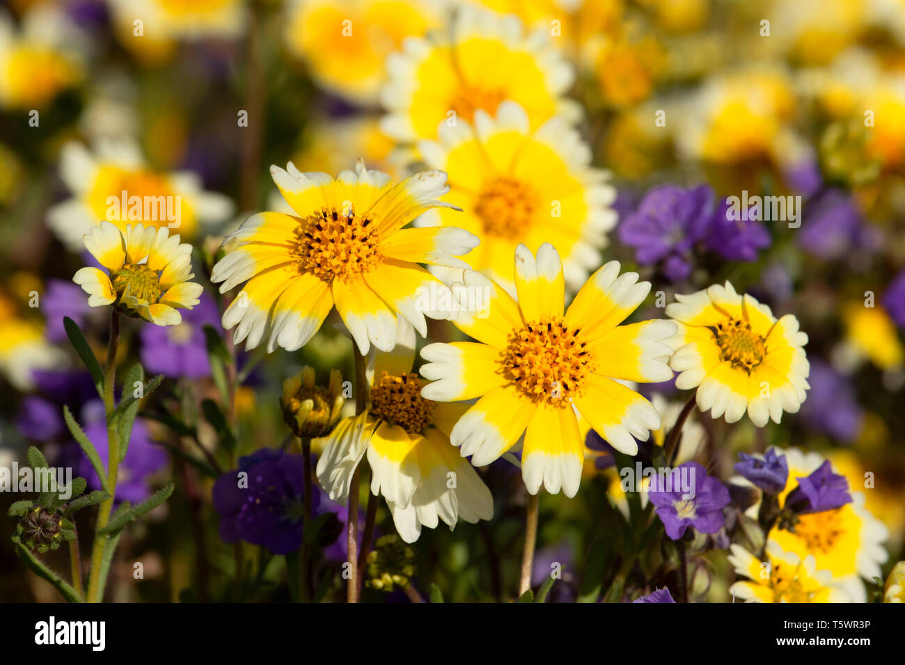 Tidytips avec Phacelia, Carrizo Plain National Monument (Californie) Banque D'Images